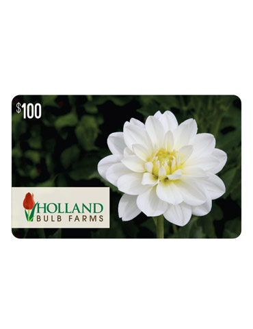 $100.00 Gift Card   