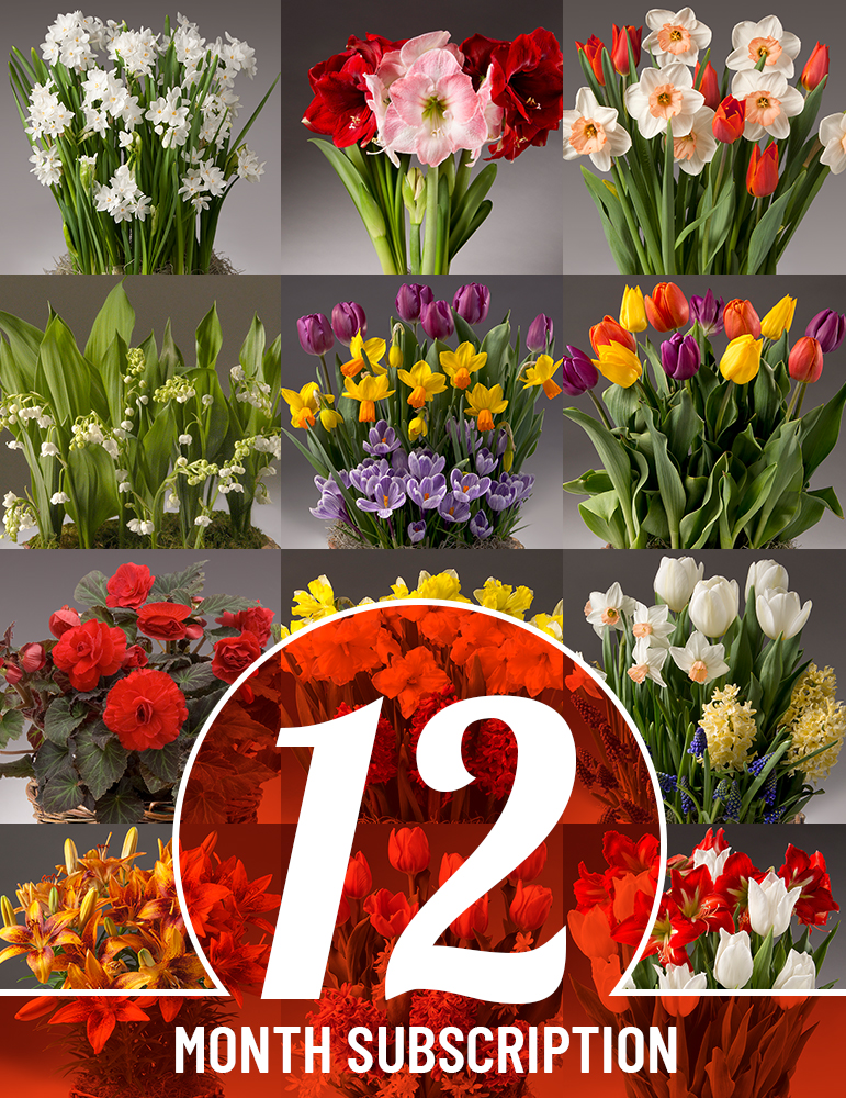 12 Month Potted Bulb Garden Subscription 