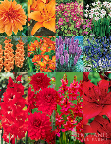 85 Summer Blooming Flowers Collection summer blooming flowers, summer blooming flower bulbs, dahlia tubers for sale, gladiolus bulbs for sale, mixed packs of flower bulbs for sale, cheap flower bulbs