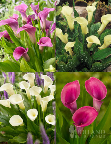 A Ladys Favorite Calla Collection 