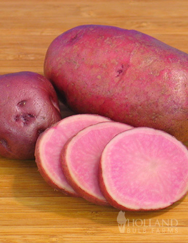 Adirondack Red Potato 