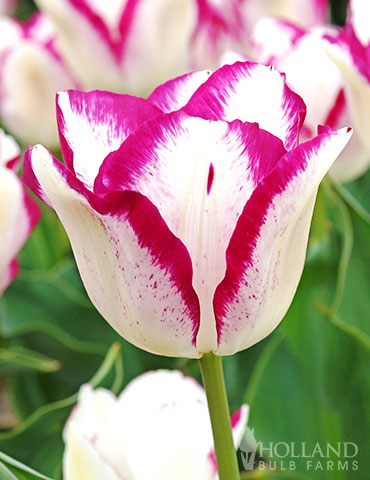 Affaire Triumph Tulip