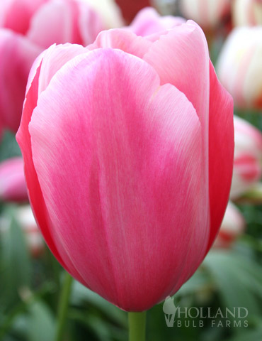 Albert Heijn Fosteriana Tulip 