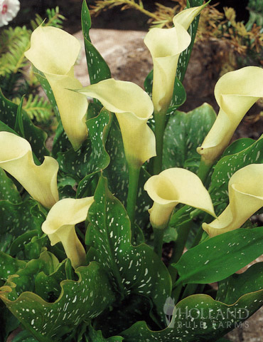 Albomaculata Calla Lily 