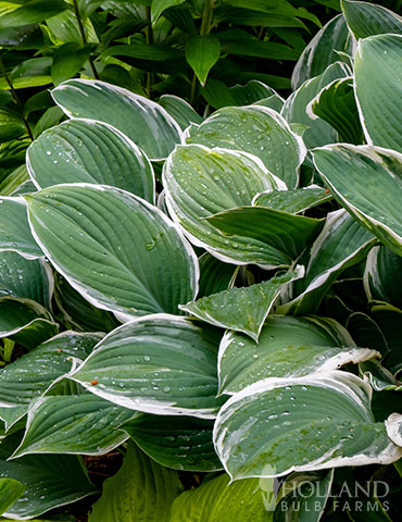 Albomarginata Hosta Value Bag 