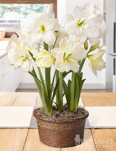 Alfresco Amaryllis Trio Potted Bulb Garden amaryllis gifts, amaryllis kits, amaryllis kits, amaryllis bulbs, gardening gifts, amaryllis bulbs, indoor growing kits, amaryllis bulbs for cheap, best deals on amaryllis, discount amaryllis bulbs