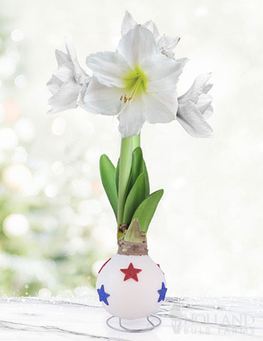 All American Waxed Amaryllis 