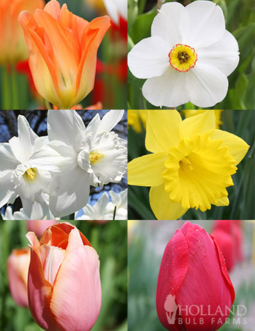 All Spring Blooming Daffodil & Tulip Collection