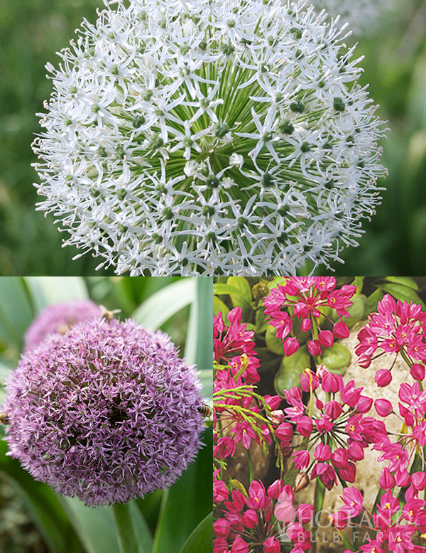 Allium Party Collection