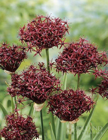 Allium atropurpureum 