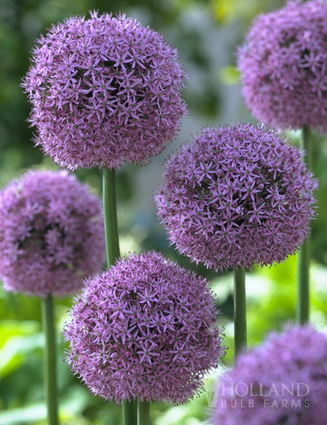 Allium giganteum (3 bulbs/pack)