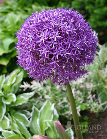 Allium giganteum - Giant Allium allium bulbs for sale, allium giganteum, do allium bulbs multiply, allium giganteum bulbs, allium giganteum globemaster, allium varieties, 