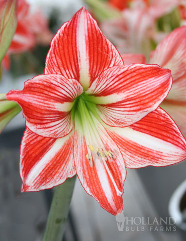 Ambiance Amaryllis 