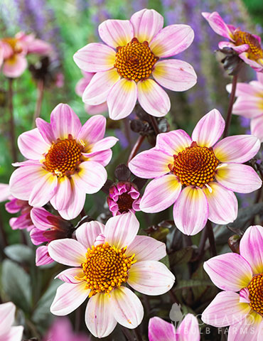 American Pie Dahlia border dahlias, dahlias to grow in pots, American Pie Dahlia, border dahlia, single flowered dahlia, dahlia tubers, buy dahlia tubers, 