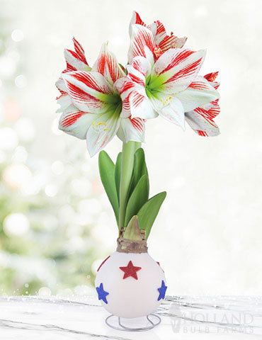 American Pride Waxed Amaryllis 