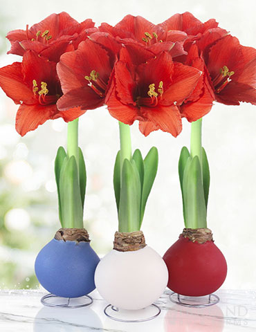 American Spirit Waxed Amaryllis Collection 