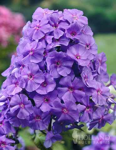 Amethyst Tall Phlox 