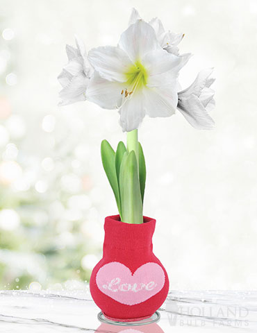 Amore Sweater Amaryllis