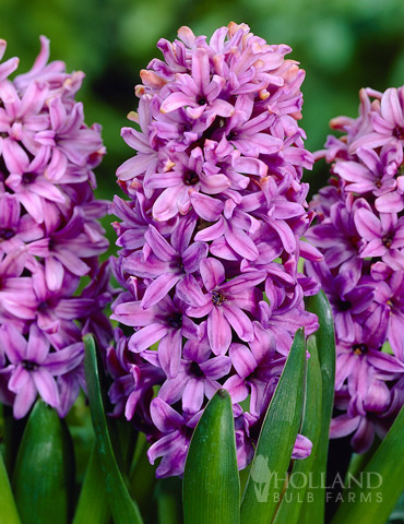 Andorra Fragrant Hyacinth 