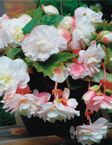 Angelique Begonia 