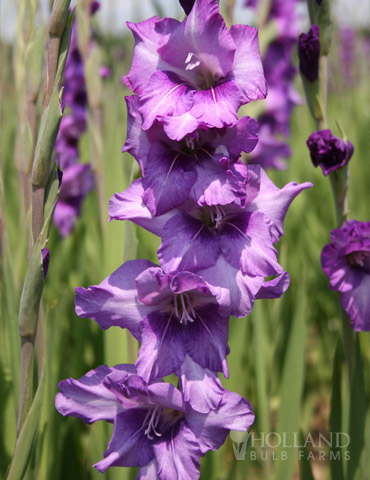 Anouck Large Flowering Gladiolus 