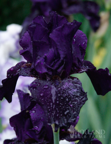 Anvil of Darkness Bearded Iris