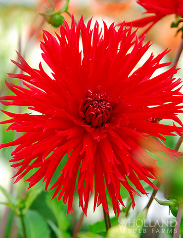 Apache Fringed Dahlia 