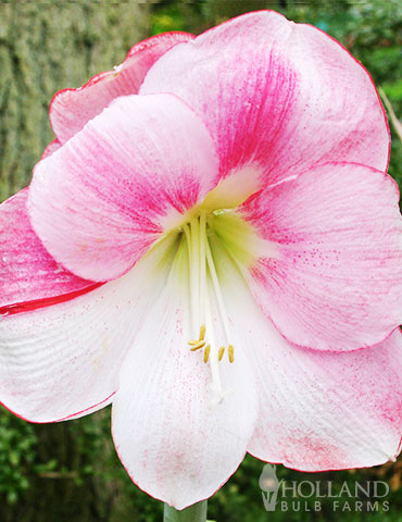 Apple Blossom Amaryllis Giftbox Kit 