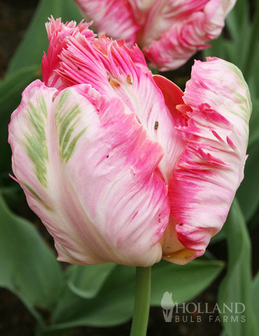 Apricot Parrot Tulip