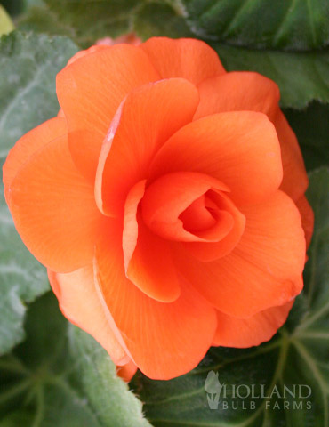 Apricot Roseform Begonia 