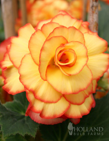 Apricot & Scarlet Sunburst Picotee Begonia 