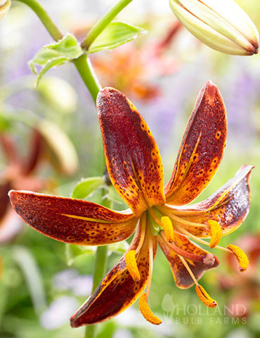 Arabian Night Martagon Lily