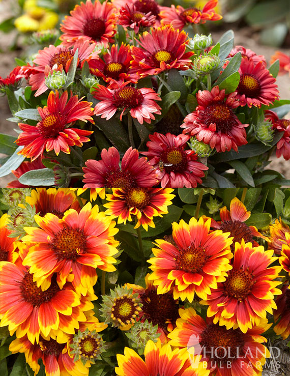 Arizona Blanket Flower Gaillardia Pre-Potted Duo