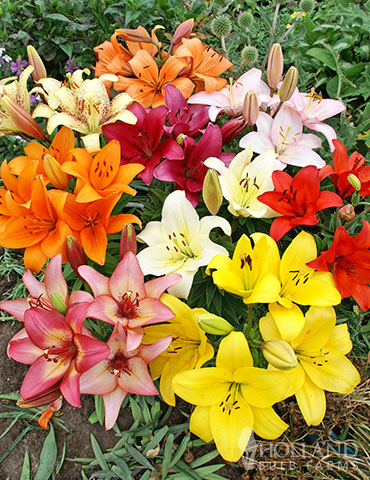 Asiatic Lily Mix