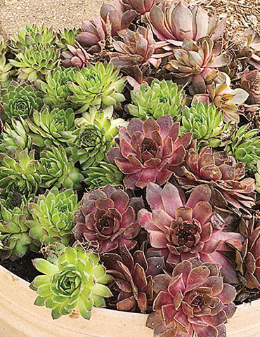 Assorted Hens & Chicks 