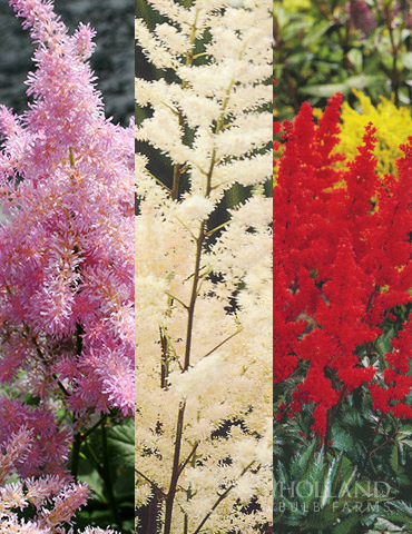 Astilbe Collection 