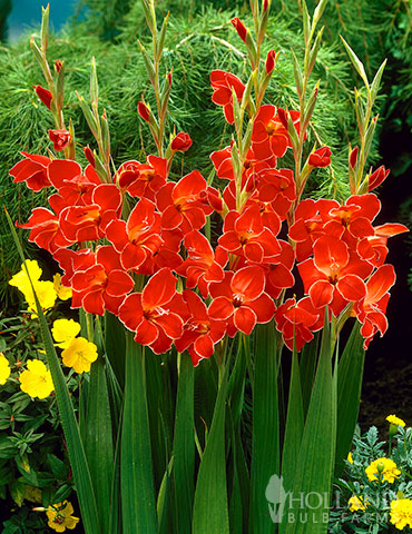 Atom Hardy Gladiolus 