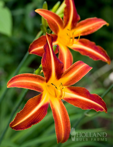 Autumn Red Daylily 