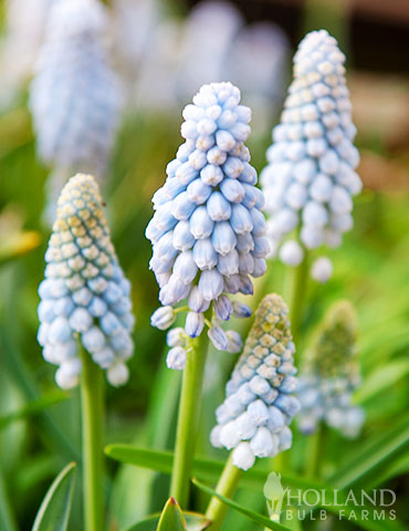 Baby Breath Muscari 