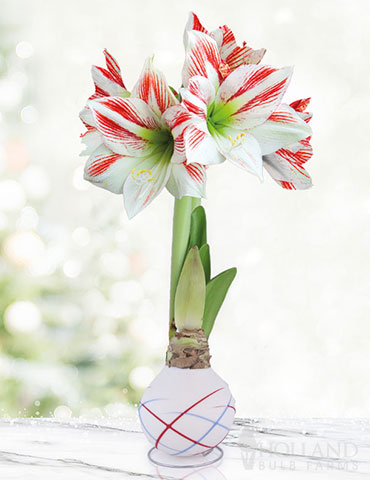 Backyard BBQ Picasso Waxed Amaryllis 