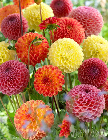 Ball Mixture Dahlias 