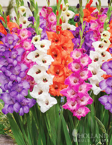 Bambino Mix Gladiolus 