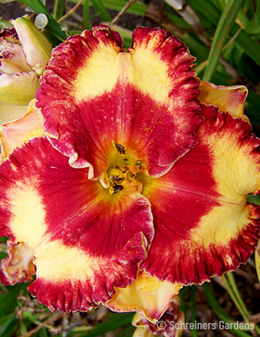 Band Of Fire Daylily