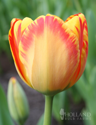 Banja Luka Darwin Hybrid Tulip 