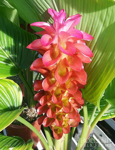 Banrai Red Curcuma curcuma plant, curcuma, curcuma bulbs for sale, gingerwood nursery, siam tulip ginger, tropical bulbs, tropical plants, curcuma plant, ban rai red