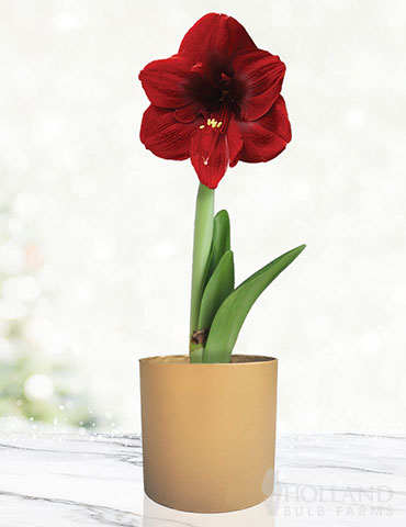 Burgundy Potted Amaryllis Gift Box - Gold Round 