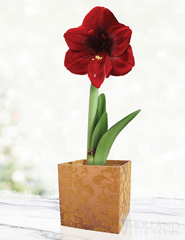 Burgundy Potted Amaryllis Gift Box - Gold Square 