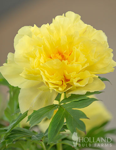 Bartzella Itoh Hybrid Peony