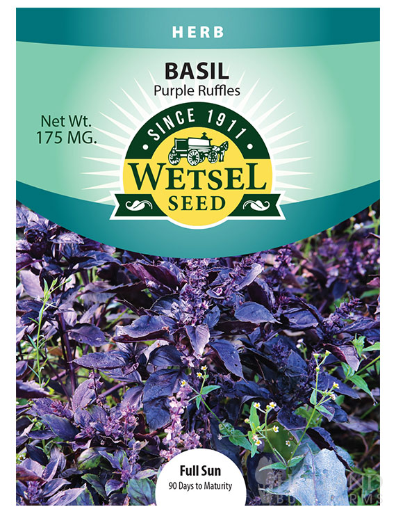 Basil Purple Ruffles