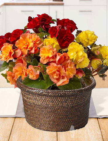 Basket Of Begonias Potted Bulb Garden